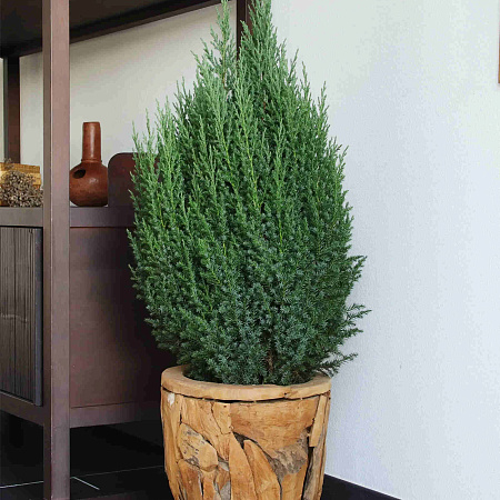 Фото Можжевельник китайский Стрикта