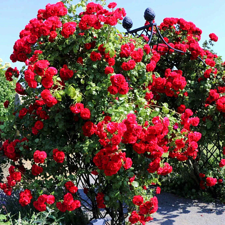 Фото Роза плетистая-клаймбер Амадеус