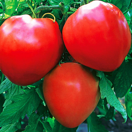 Фото Помидор Бычье сердце гигантское F1