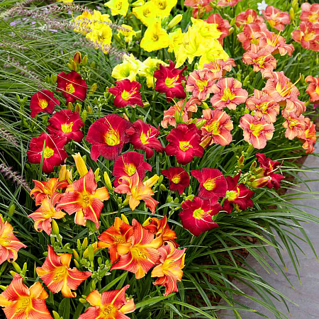 Фото Лилейники Лонго набор