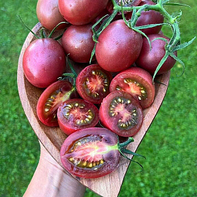 Помидор Мерхаба F1