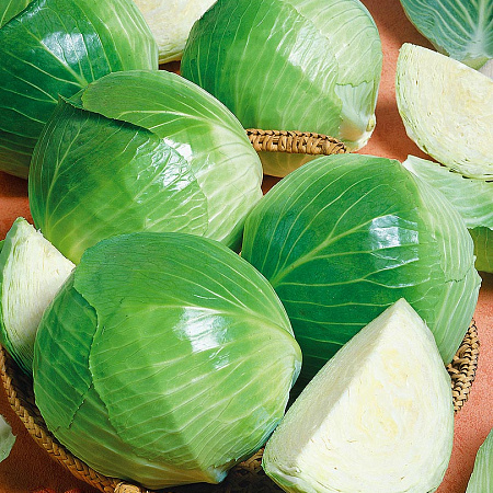 Фото Капуста белокочанная Элиза F1