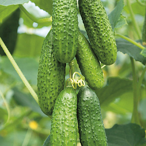 Огурец Антисипатор