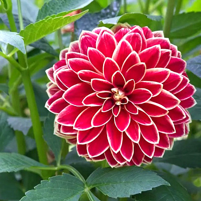 Георгин декоративный Максим