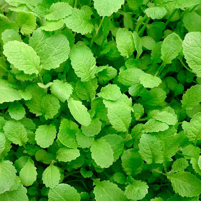 Горчица листовая Волнушка