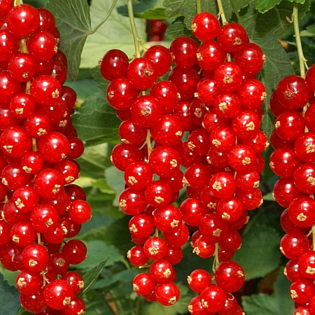 Фото Смородина красная Фертоди