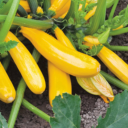 Фото Кабачок Йеллоуфин 5шт