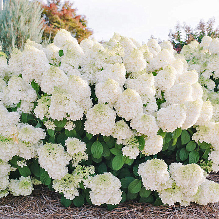 Фото Гортензия метельчатая Литтл Хотти