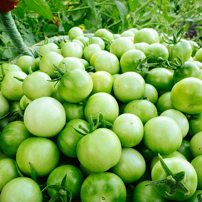 Помидор черри Тотошка