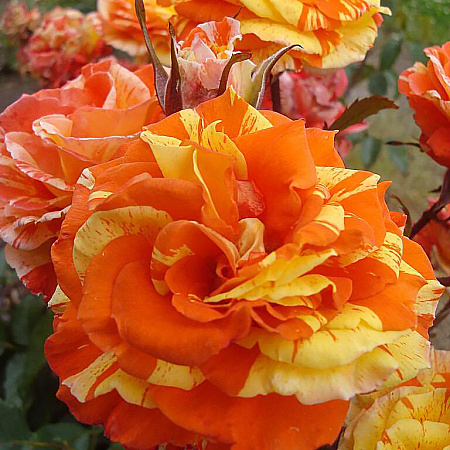 Фото Роза флорибунда Оранжес энд Лемонс