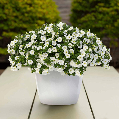 Калибрахоа Классик Вайт