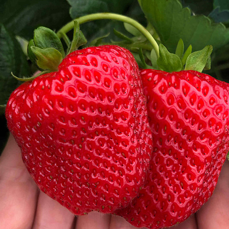 Фото Земляника садовая Дарселект