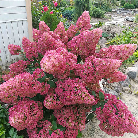 Фото Гортензия метельчатая Сандэй Фрайз