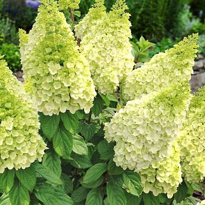 Фото Гортензия метельчатая Мэджикал кэндл