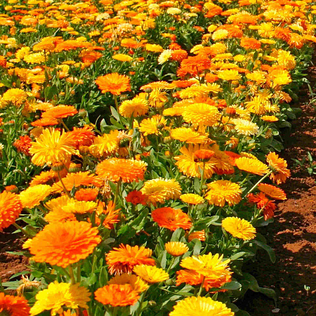 Фото Календула Тихоокеанское очарование Цветной набор