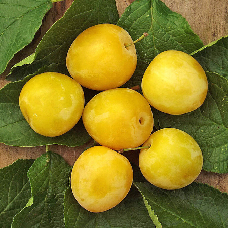 Фото Слива Белая медовая