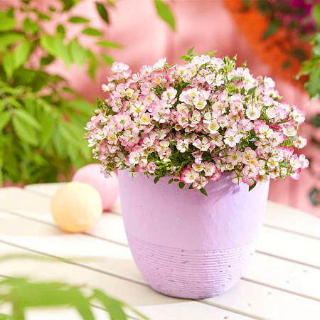 Фото Роза миниатюрная Кьюти Пай