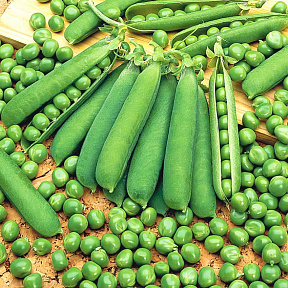 Горох Бинго