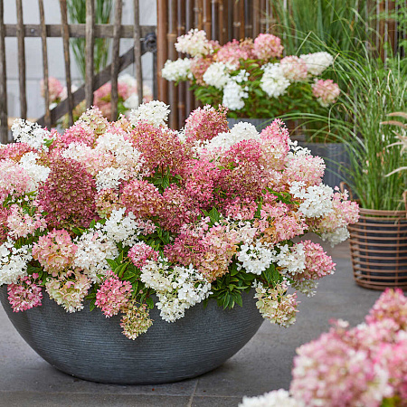 Фото Гортензия метельчатая Граундбрейкер Блаш