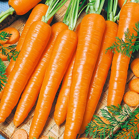 Морковь Морелия F1