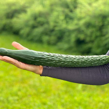 Фото Огурец Гудвин F1