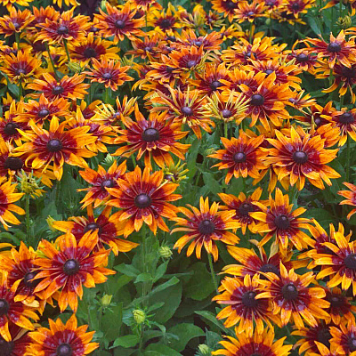 Рудбекия Оранжевое чудо