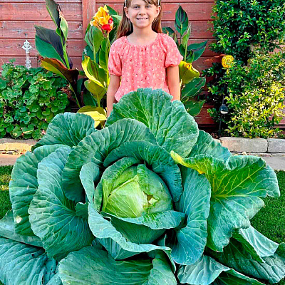 Капуста белокочанная Эверест F1