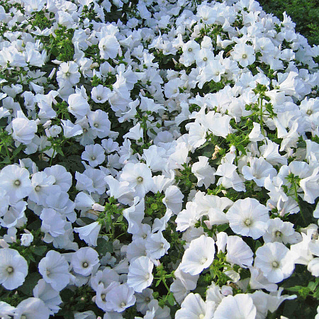 Фото Лаватера Монблан