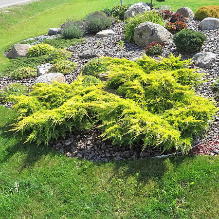 Фото Можжевельник средний Голд Стар