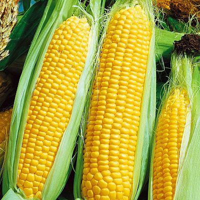 Кукуруза Свитстар 10шт