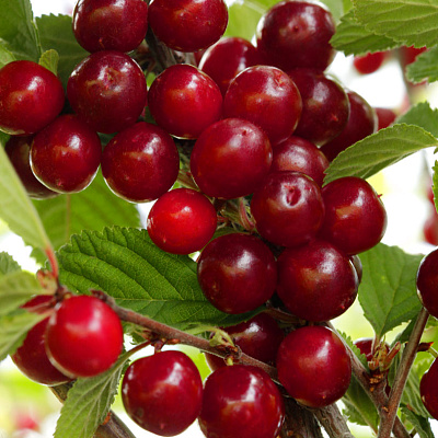 Вишня войлочная Царевна