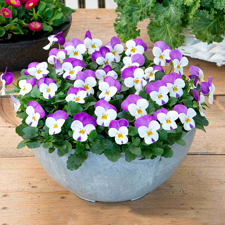 Фото Виола Розовые крылья