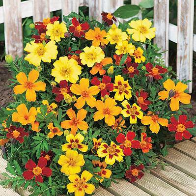 Фото Бархатцы французские Фаворит Яркий набор