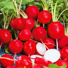 Редис Мелито F1