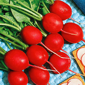 Редис Чемпион