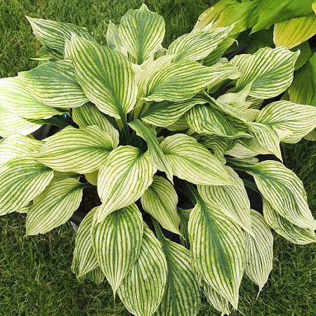 Фото Хоста Сильвер фезер