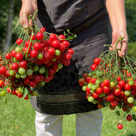 Фото Помидор Курабье