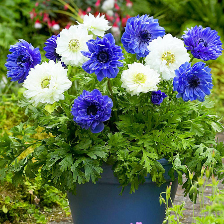 Фото Ветреница (анемона) Эверест