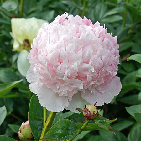 Фото Пион Энджел Чикс