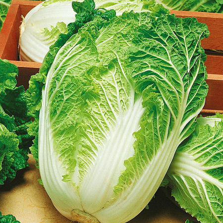 Фото Капуста пекинская Кисеки F1 16шт