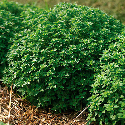 Базилик Бисер