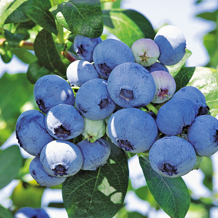 Фото Голубика Нельсон