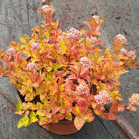 Фото Спирея японская Зен Спирит Карамель