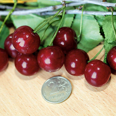 Вишня Бирюсинка