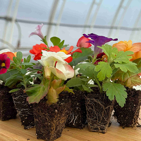 Фото Набор махровых калибрахоа №2