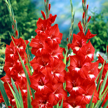 Фото Гладиолус  Трейдхорн