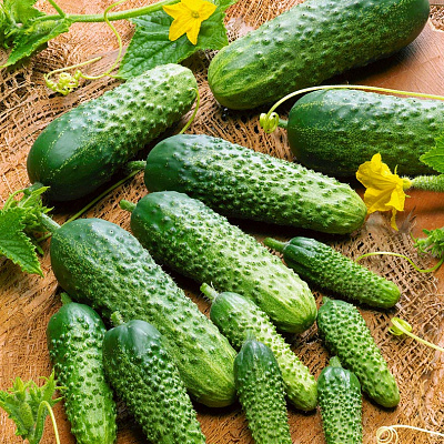 Огурец Монисиа F1