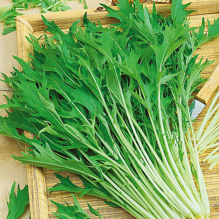 Фото Капуста японская Русалочка