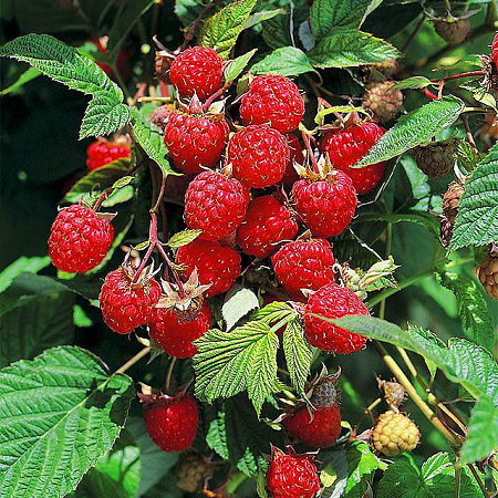 Фото Малина летняя Вилламет