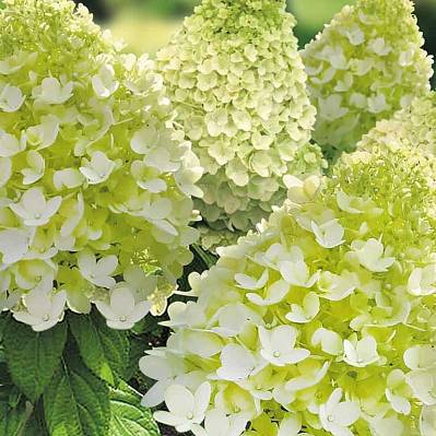 Фото Гортензия метельчатая Мэджикал кэндл